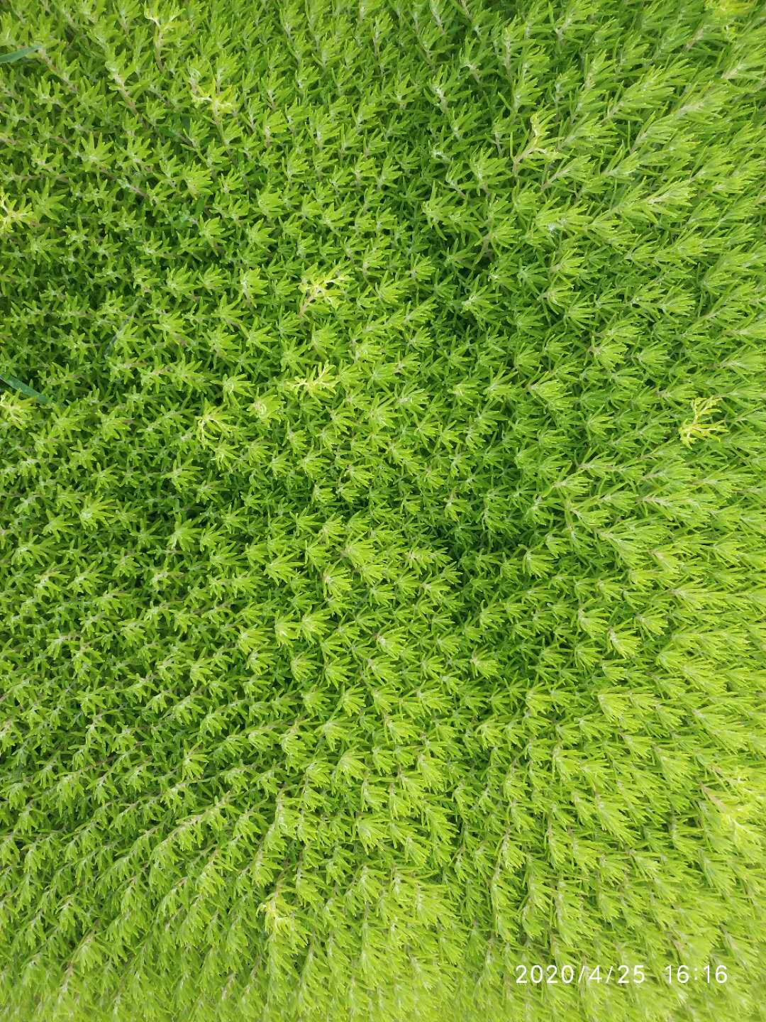 湖南完美体育生态环境建设有限公司,人造草坪假草皮,湖南雨水收集处理工艺